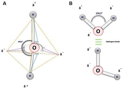 Fluid dynamics of life: exploring the physiology and importance of water in the critical illness